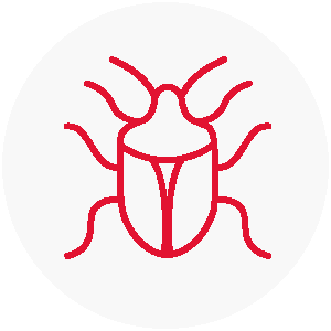 Cimici