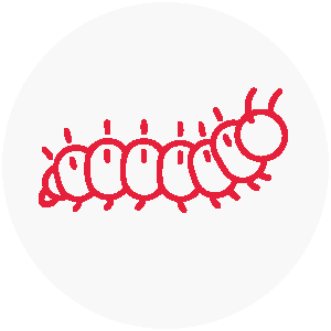 Processionaria