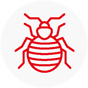 Pulci